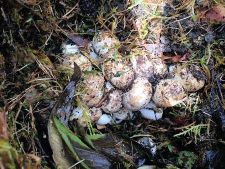 The Grass Snake (Natrix Natrix). The photograph shows grass snake eggs found in one of our heaps on August 3rd 2016. Grass snake eggs are often found in rotting vegetation or compost heaps. The Grass Snake is the UK’s largest snake but it is harmless. It is protected in the UK under the Wildlife and Countryside Act, 1981, and classified as a Priority Species in the UK Biodiversity Action Plan